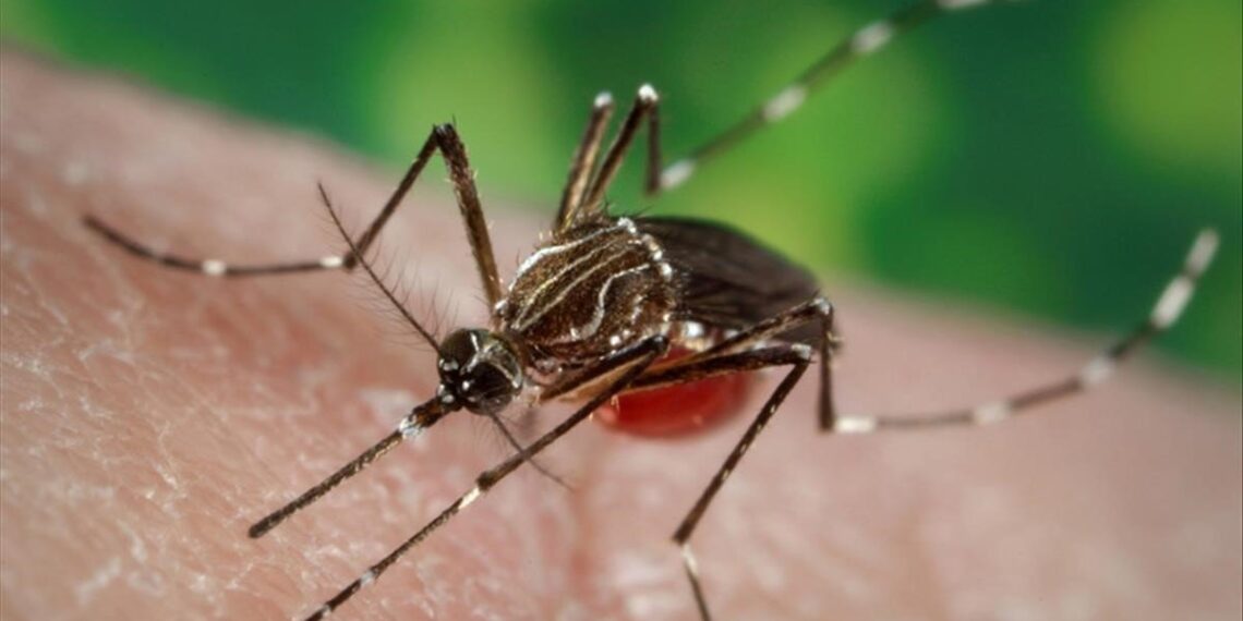 Dengue: hay 34 casos importados en la provincia