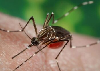 Dengue: hay 34 casos importados en la provincia