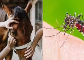 Desmienten caso de encefalitis equina en General Viamonte
