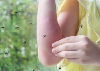 Alerta por la presencia del “mosquito de la inundación o plaga”, más agresivo y con notables hábitos de cría