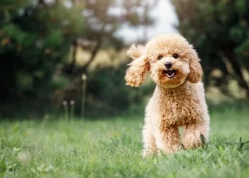 Perros de departamento