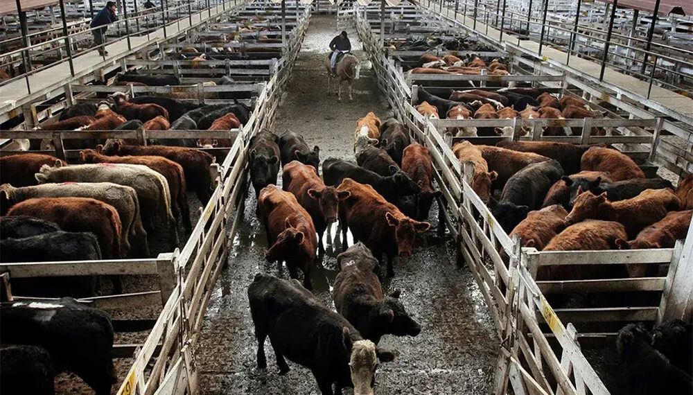 No se convalidó el aumento de la carne y bajó el kilo vivo en Cañuelas