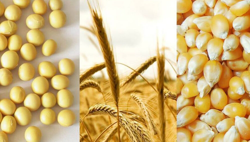 Post devaluación, cómo quedaron los precios de los granos