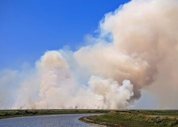 Hectáreas de trigo afectadas por un incendio