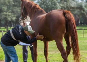 Región Sanitaria tiene notificados 12  casos de encefalomielitis equina