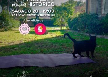 Invitan a la comunidad a participar de una  actividad a beneficio de felinos rescatados