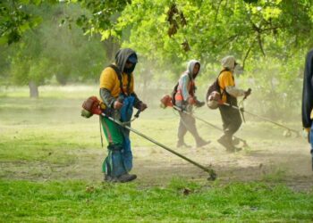 Ante la proliferación de mosquitos,  La Plata produce su propio repelente
