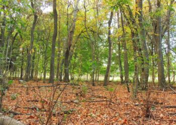 El pueblo del “millón” de  árboles que tiene su propio clima