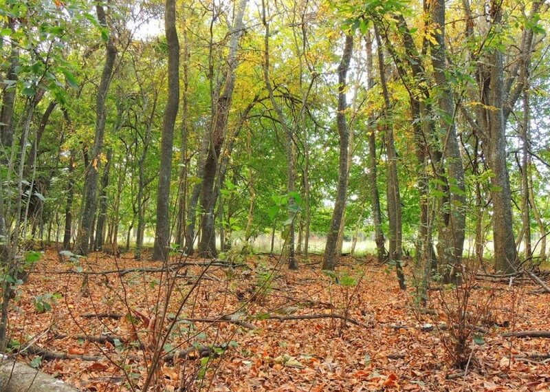 El pueblo del “millón” de  árboles que tiene su propio clima