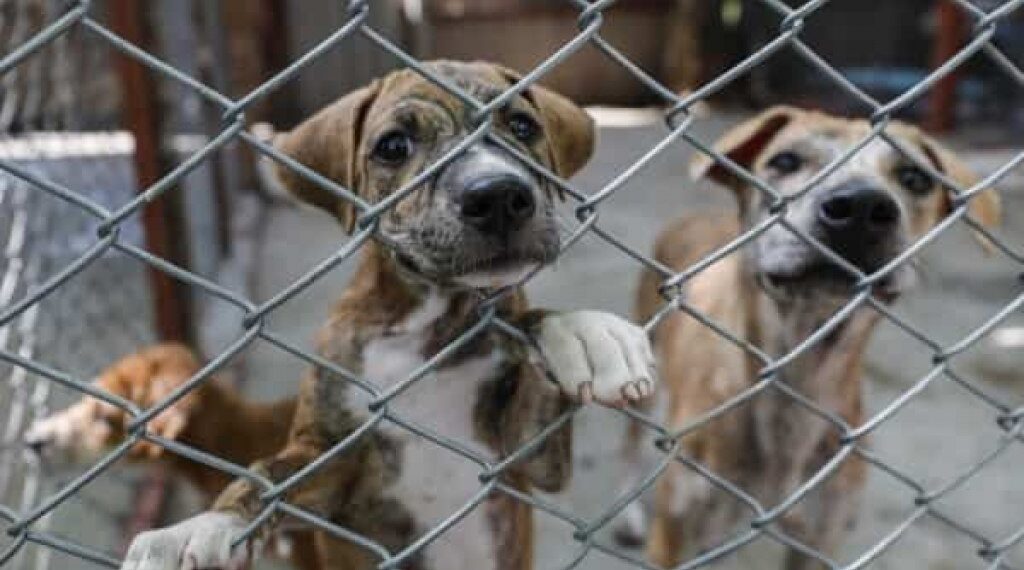 Presentaron un proyecto de ley que aumenta las penas por maltrato animal