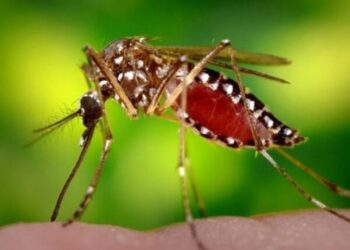 Mosquitos: por qué podría reavivarse la proliferación del Aedes albifasciatus
