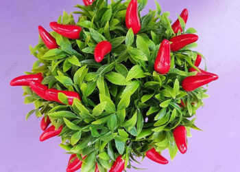 Los pimientos ornamentales no pueden faltar en tu deco: cómo cuidarlos