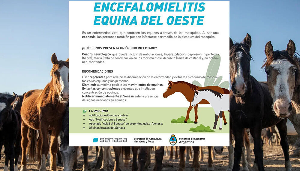 Por aumento de la encefalomielitis equina, obligan a vacunar a todos los caballos