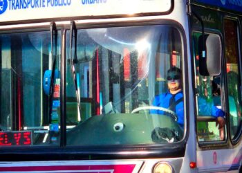 Números récord para el Transporte Público en Junín: más de un millón de viajes en 2023