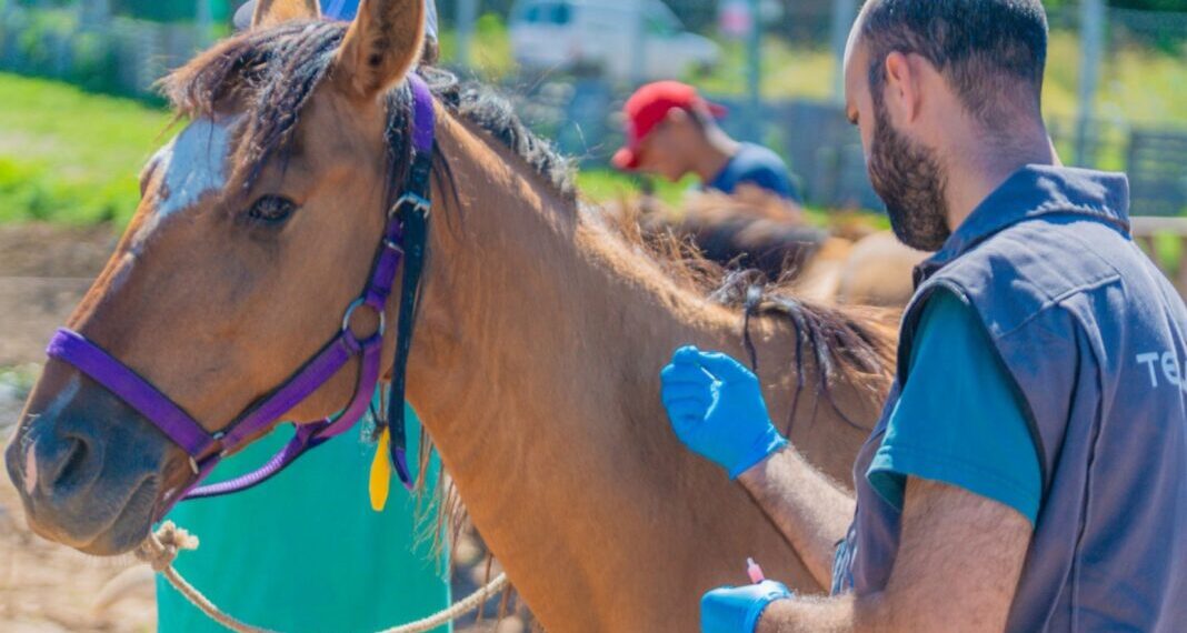 Encefalitis Equina en humanos: ya hay casos confirmados en 30 municipios bonaerenses