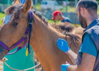Encefalitis Equina en humanos: ya hay casos confirmados en 30 municipios bonaerenses