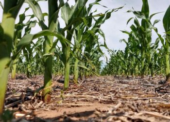 Franco: “Hubo soja y lotes de maíz que se quemaron”