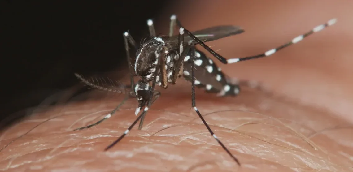 Brote de dengue en provincia de Buenos Aires:  situación, prevenciones y uso de repelentes