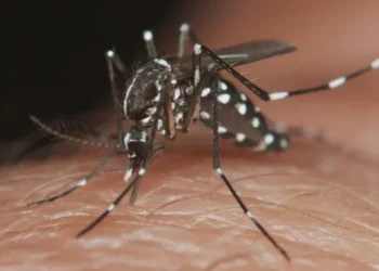 Brote de dengue en provincia de Buenos Aires:  situación, prevenciones y uso de repelentes