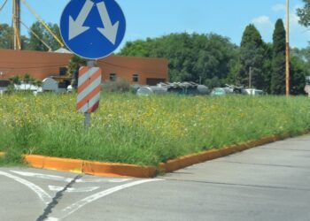 Piden a Provincia que se realicen tareas  de desmalezamiento en la Ruta 65