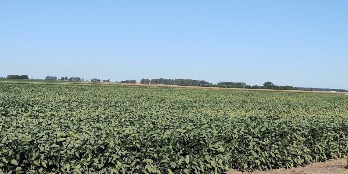 Lucha contra la sequía: productores agrícolas  en Junín buscan un respiro para soja y maíz