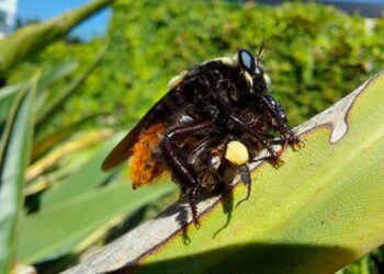 Se detectó crecimiento poblacional del “moscardón cazador de abejas”
