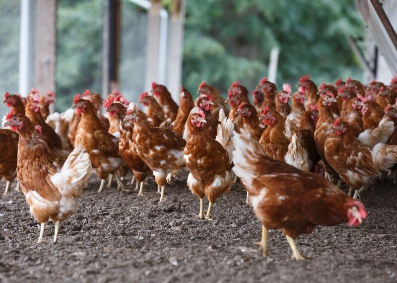 Habilitan el registro de establecimientos avícolas con sistemas pastoriles de producción