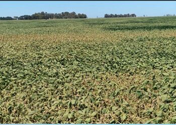 Rosenthal: “Este clima va a impactar en los cultivos”