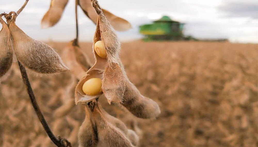 Se confirma que la soja aportará menos dólares que los esperados