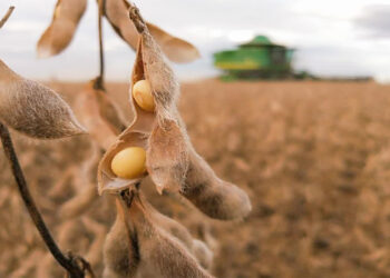 Se confirma que la soja aportará menos dólares que los esperados