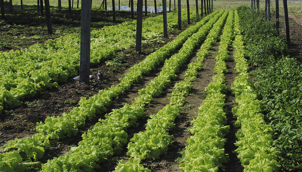 Cambio de época: el INTA investigará una lechuga transgénica