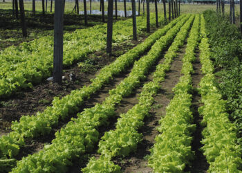 Cambio de época: el INTA investigará una lechuga transgénica