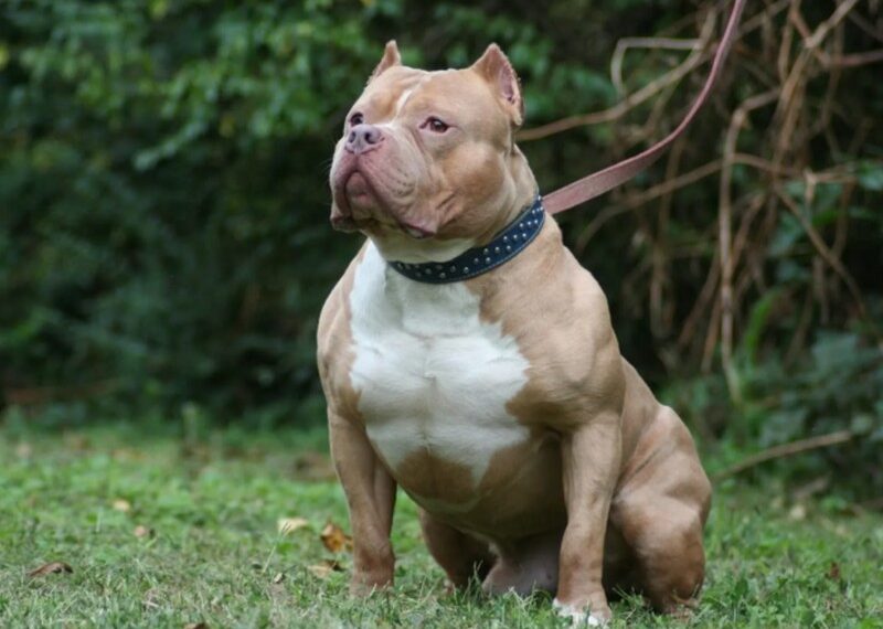 Un perro cruza de dogo y pitbull atacó  salvajemente a un niño de dos años