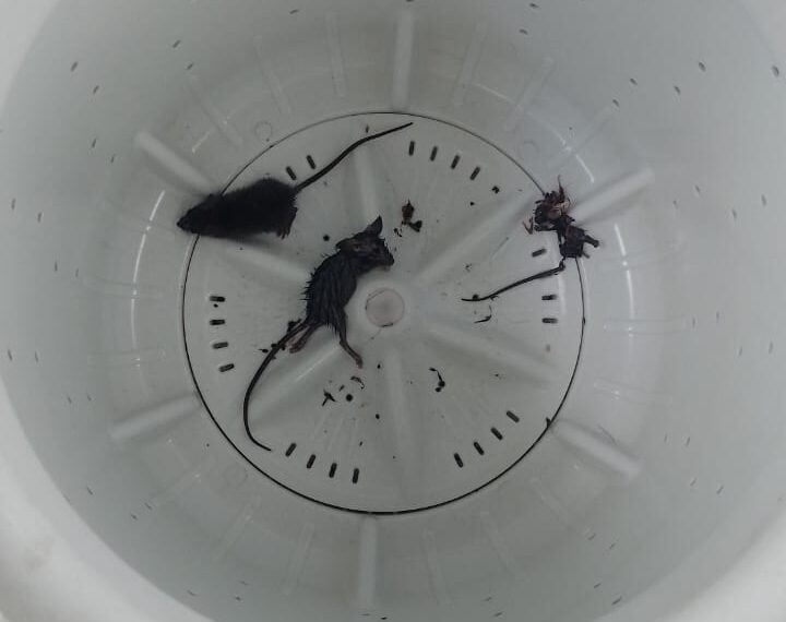 Piden la desratización y la limpieza de un inmueble abandonado