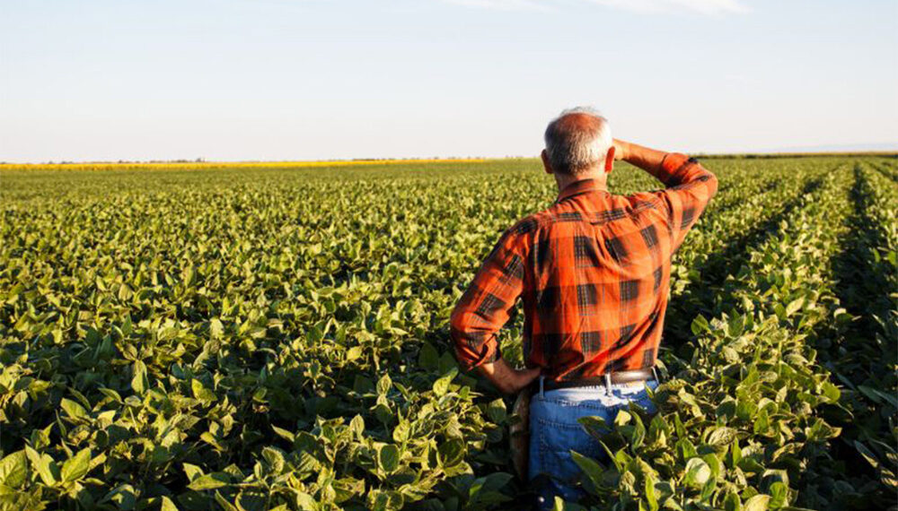 Los bajos precios de los granos  impactan fuerte en los números del agro