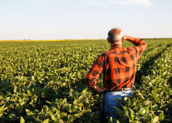 Los bajos precios de los granos  impactan fuerte en los números del agro