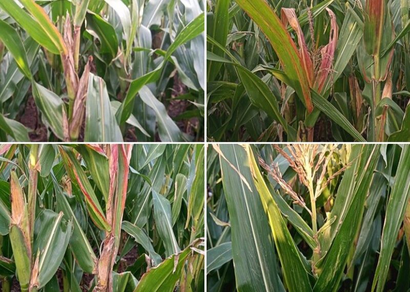 Junín: Dudas con los rindes del maíz tardío por plaga inesperada