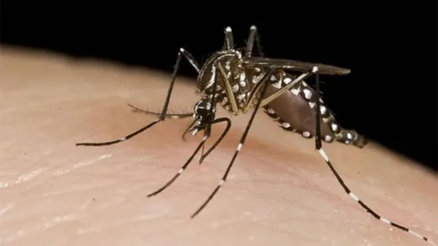 Brasil registraba más de 1,8 millones de casos probables de dengue