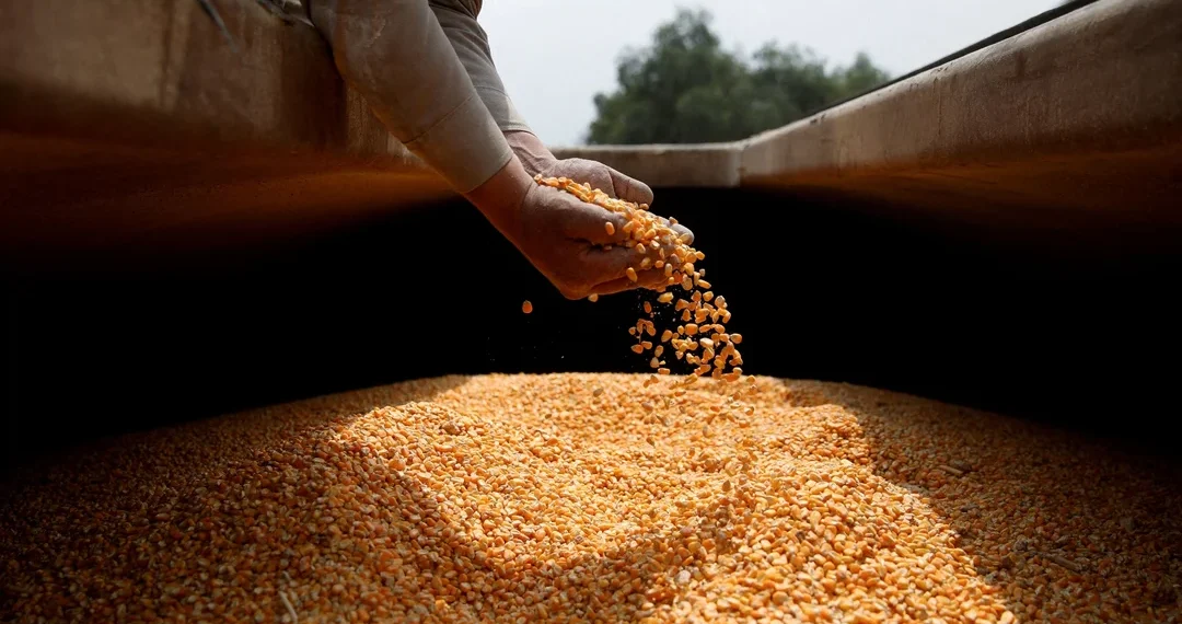 Por una plaga, la cosecha de maíz será inferior a la prevista