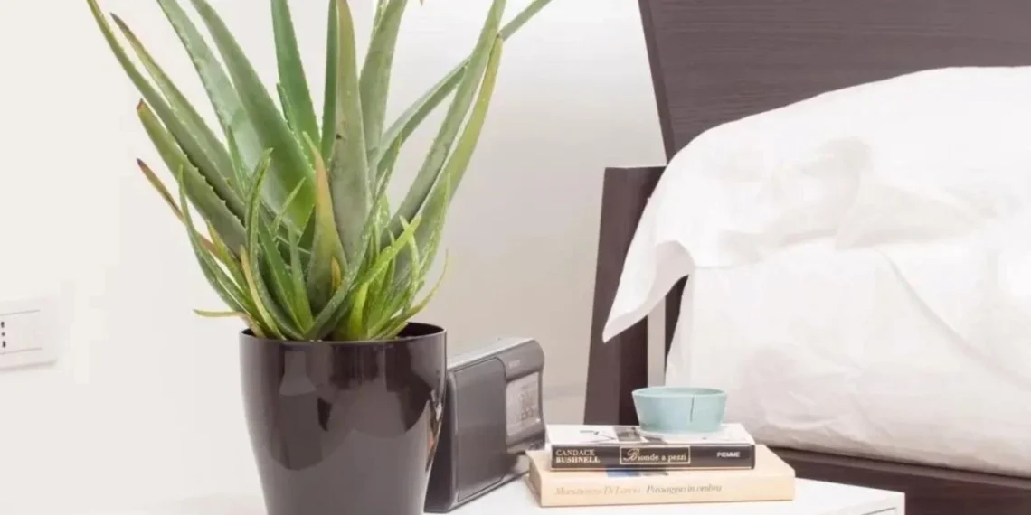 Aloe Vera: espacios clave para traer abundancia al hogar