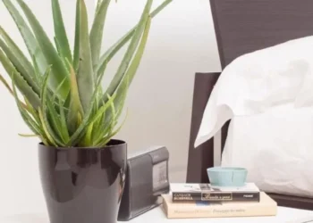Aloe Vera: espacios clave para traer abundancia al hogar