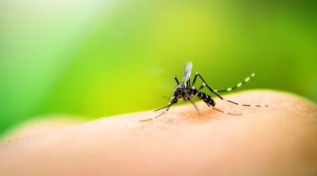 En Junín se confirmaron 91 casos positivos de dengue desde enero