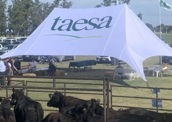 Angus de Taesa: crianza todo terreno y facilidad de parto