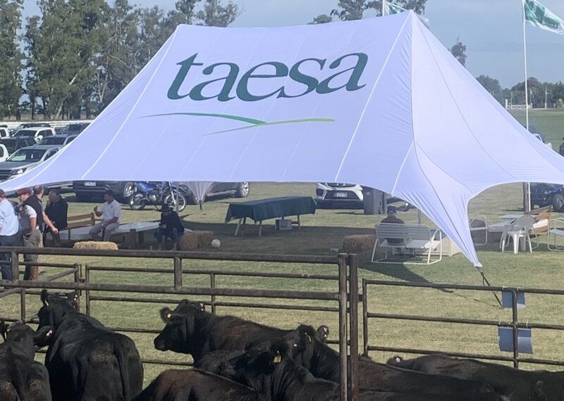 Angus de Taesa: crianza todo terreno y facilidad de parto
