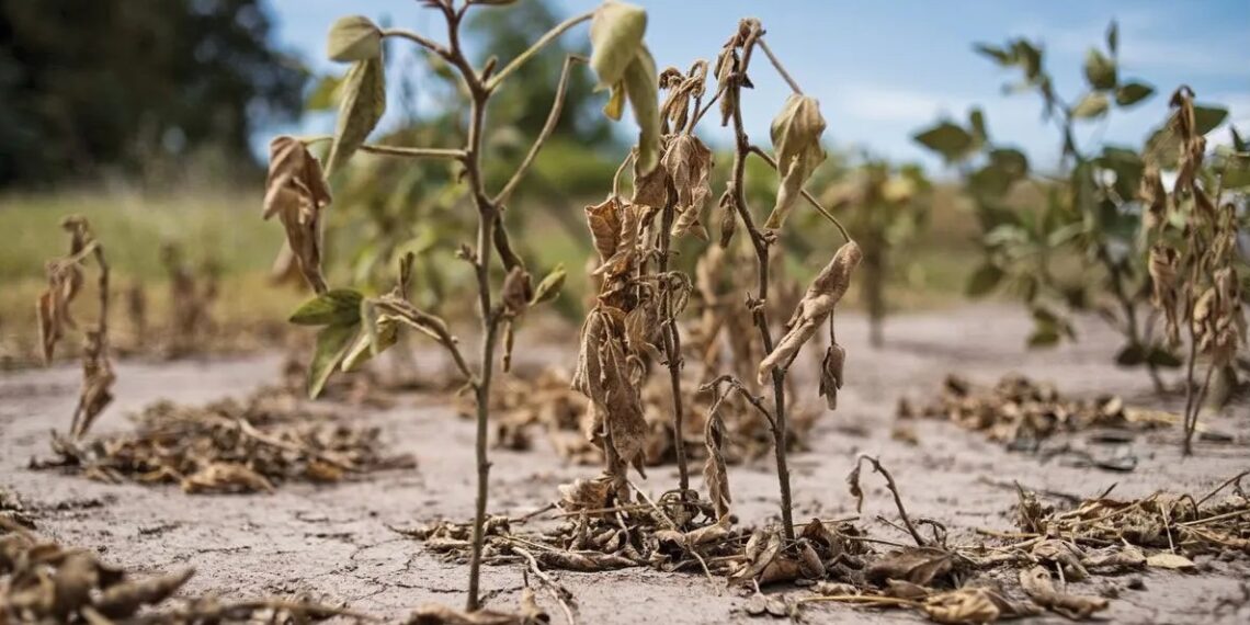 Provincia exige a Nación que homologue el estado de emergencia agropecuaria en 39 distritos