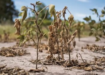 Provincia exige a Nación que homologue el  estado de emergencia agropecuaria en 39 distritos