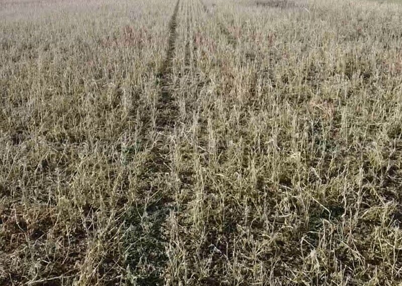 Solicitarán la emergencia  agropecuaria en 9 de Julio