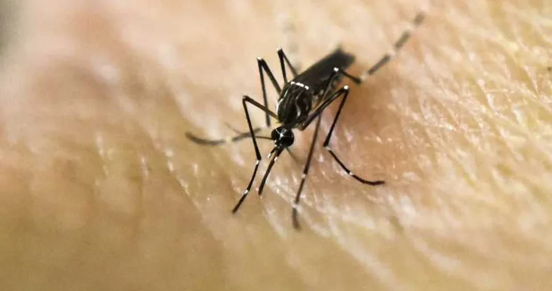 Dengue: 197 fallecidos y 269.678 casos, con leve tendencia al descenso