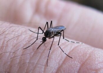 Nación combatirá el dengue “basado en la evidencia científica y no en operaciones de prensa”