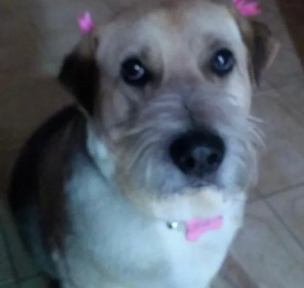 Por qué se celebra hoy el Día del Animal